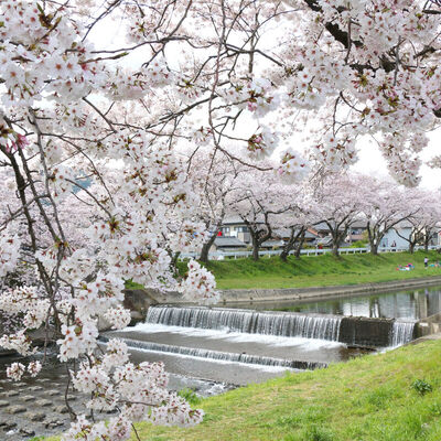 音羽川の桜