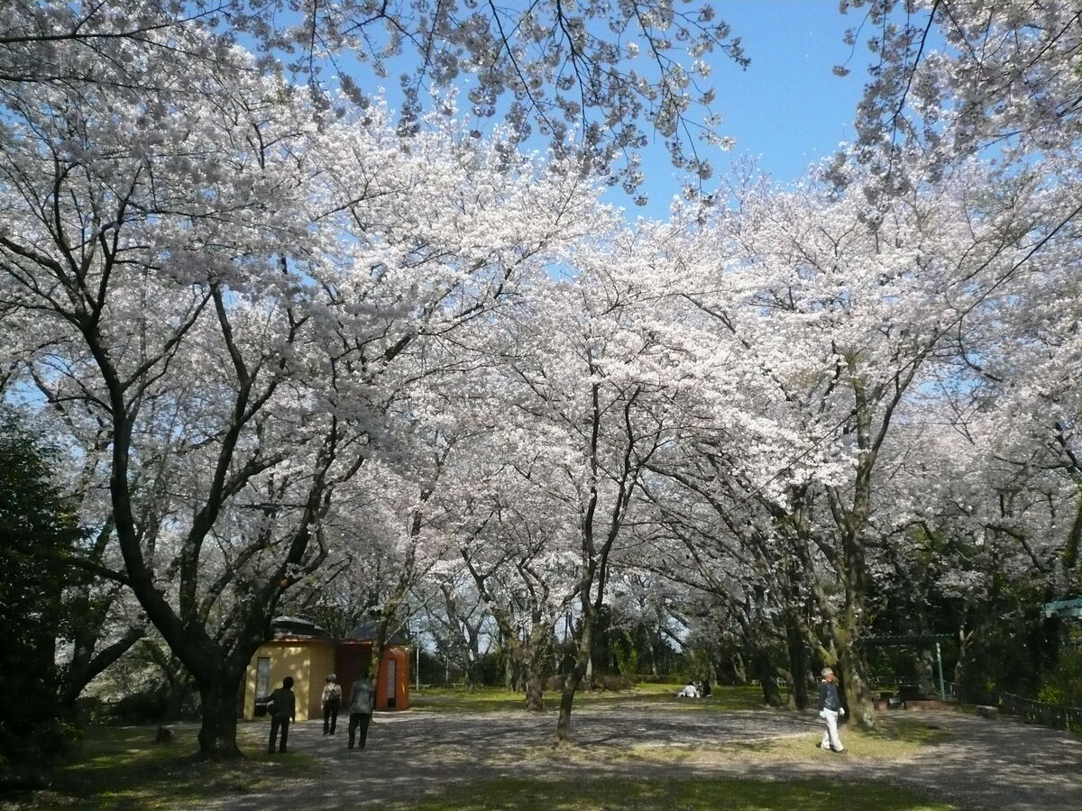 御津山園地の桜