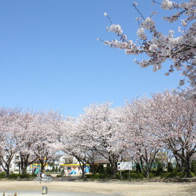 小坂井中央公園の桜