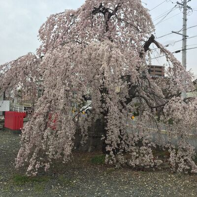 三明寺の彼岸桜