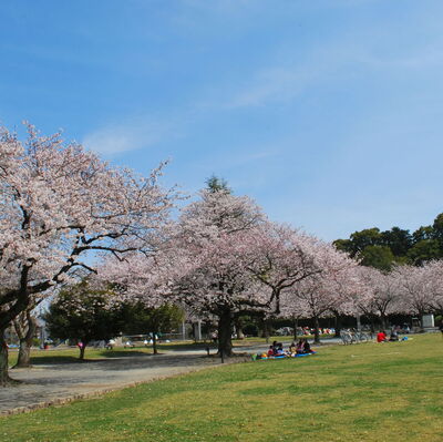 稲荷公園の桜
