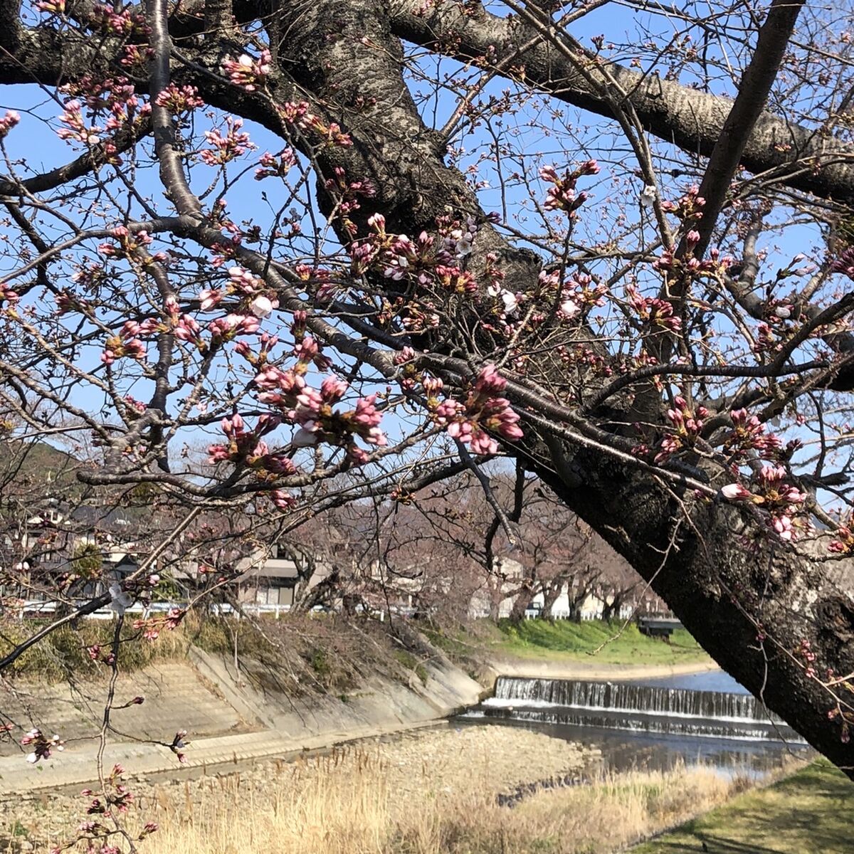 音羽川の桜と三明寺の枝垂桜　開花情報