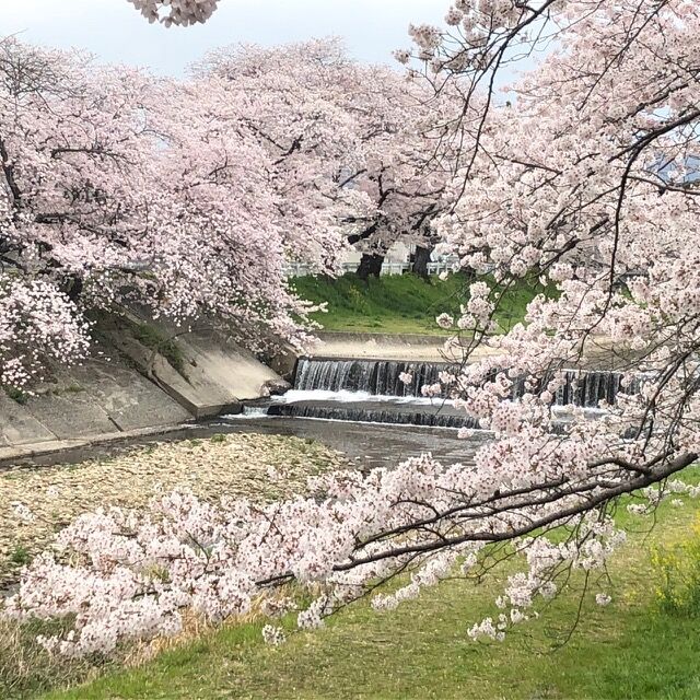 音羽川の桜が満開です