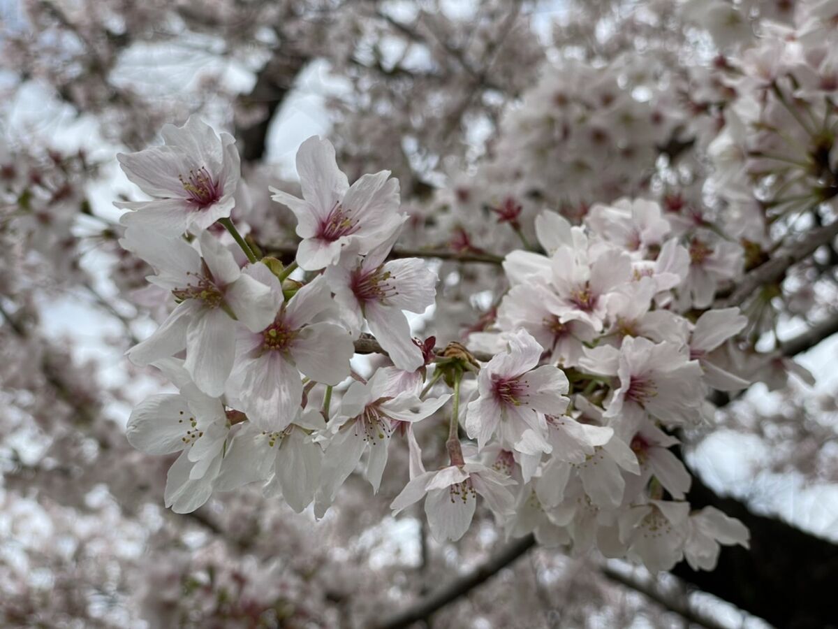 豊川市内の桜状況
