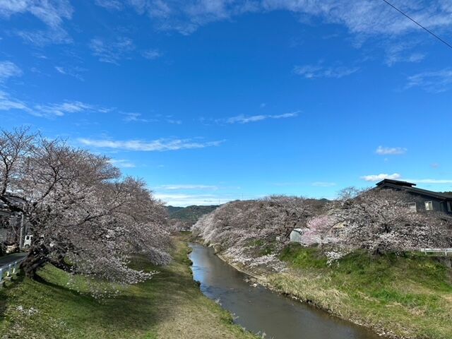 桜開花状況