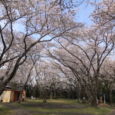 豊川市内の桜状況