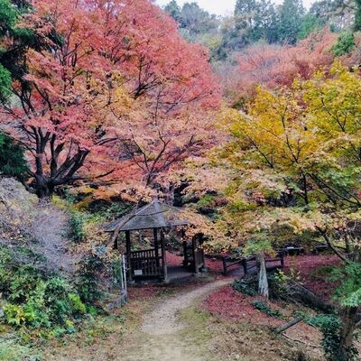 12月3日宮路山紅葉情報