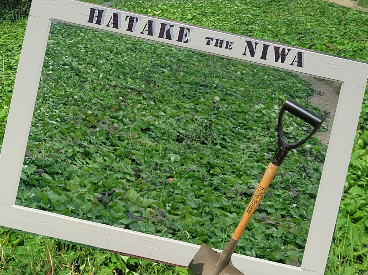 Hatake the Niwa さつま芋ほりとピザ作り体験
