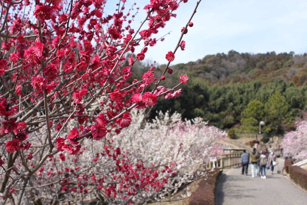 【昨年度】赤塚山公園　梅まつり
