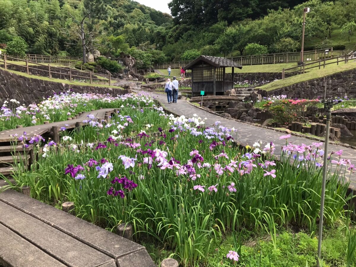 赤塚山公園花しょうぶまつり開花情報
