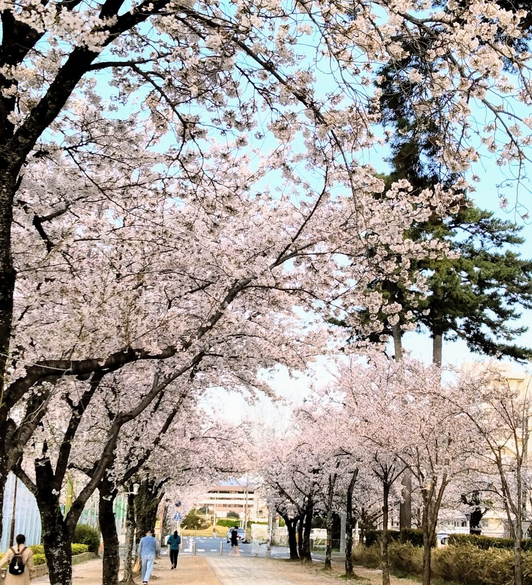 桜開花情報！（3月28日現在）