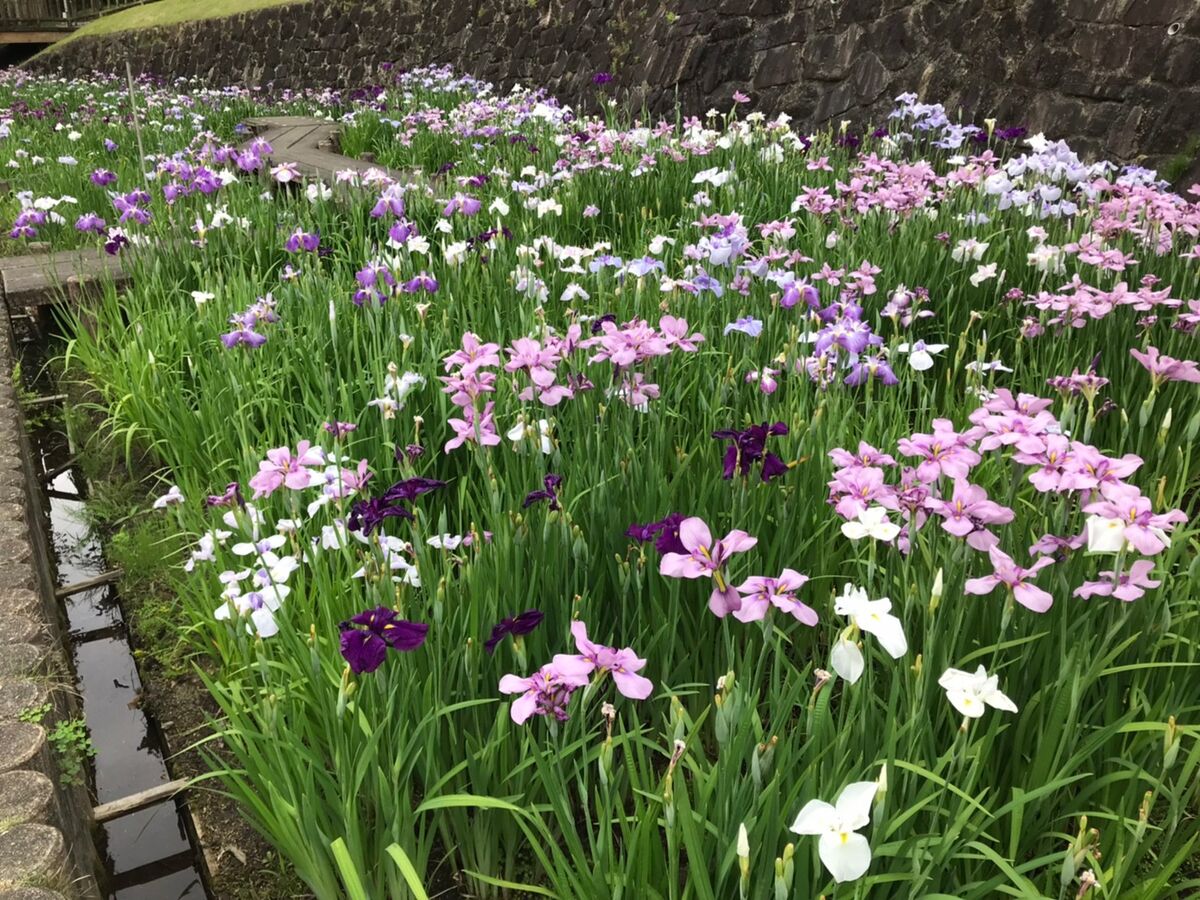 赤塚山公園花しょうぶまつり開催中！